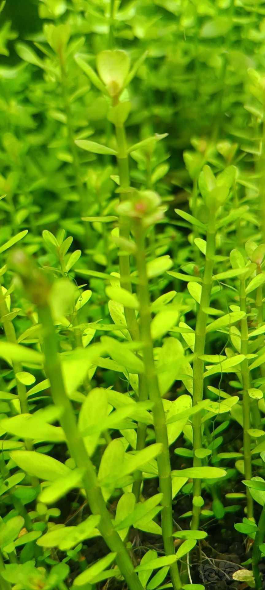 最新福利草草，自然美景之旅，探尋內(nèi)心平和與喜悅的旅程