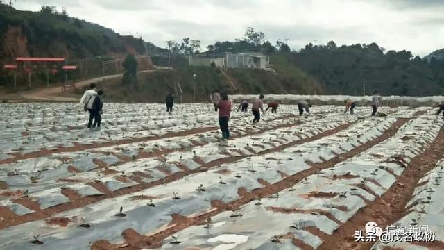 信宜最新肺炎，理解、應(yīng)對與關(guān)愛