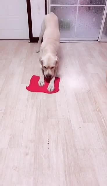 最新狗小視頻，溫馨日常故事